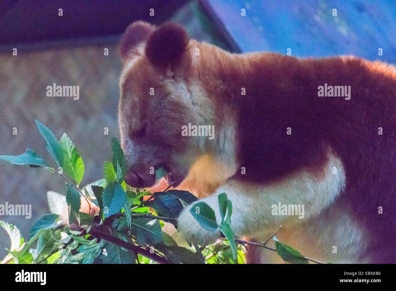 Goodfellow s Tree Kangaroo, Dendrolagus goodfellowi Stock Photo - Alamy