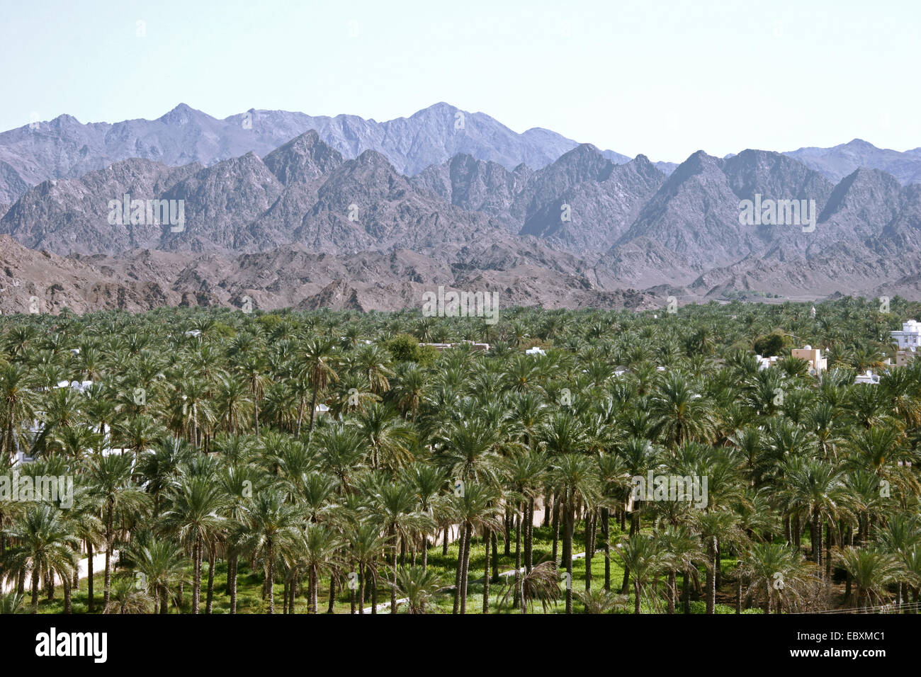Oman, palm tree plantation near Rustaq Stock Photo Alamy