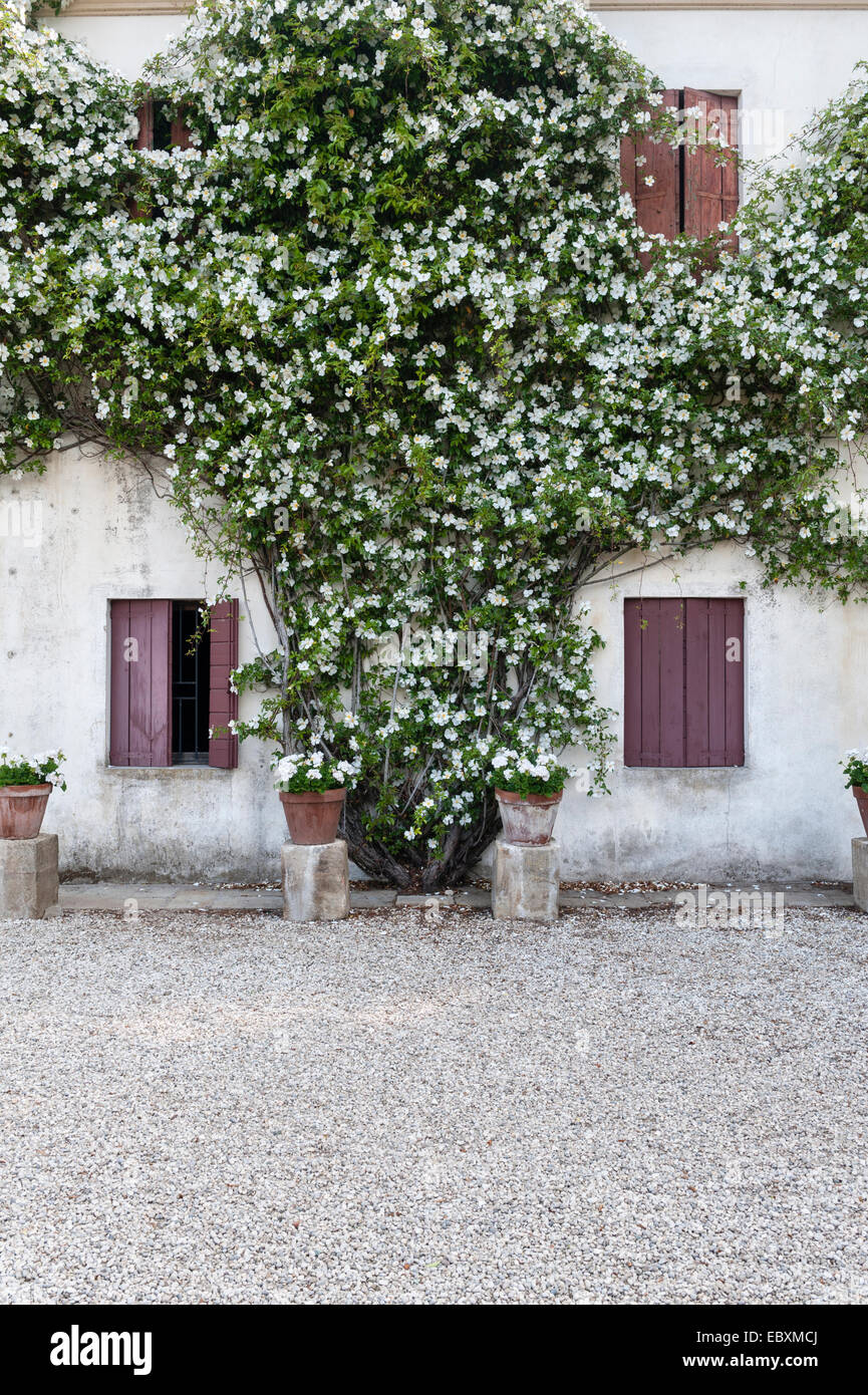 Villa Emo, Monselice, Veneto, Italy. A vigorous white climbing rose (Rosa gigantea) scrambles over one of the farm buildings near the villa, in summer Stock Photo