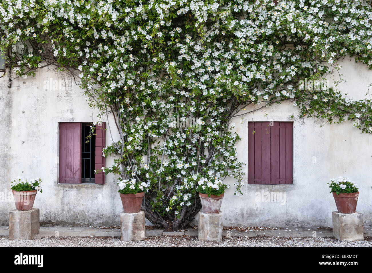 Villa Emo, Monselice, Veneto, Italy. A vigorous white climbing rose (Rosa gigantea) scrambles over one of the farm buildings near the villa, in summer Stock Photo