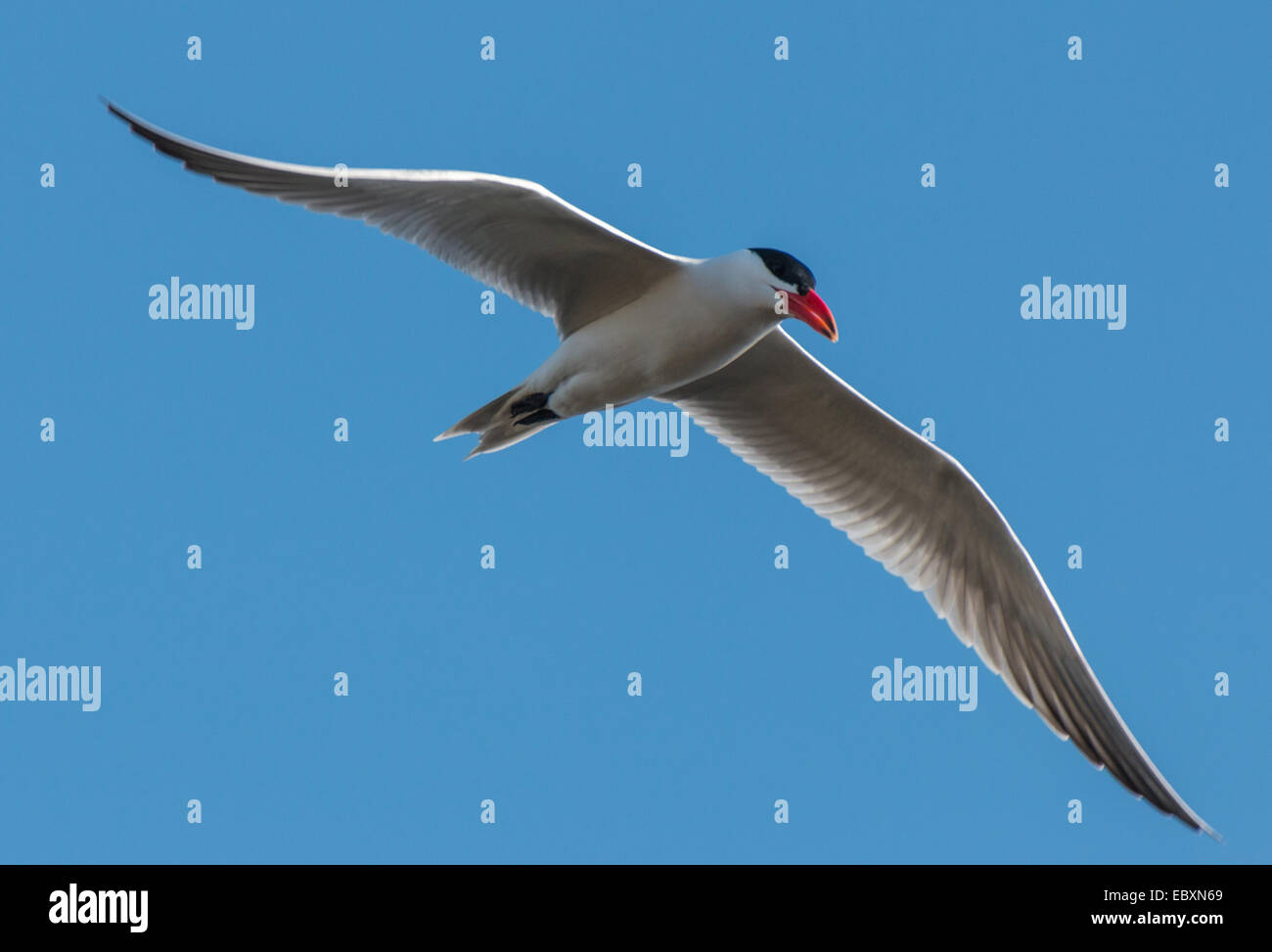 Caspian Tern in flight, Hydroprogne caspia Stock Photo