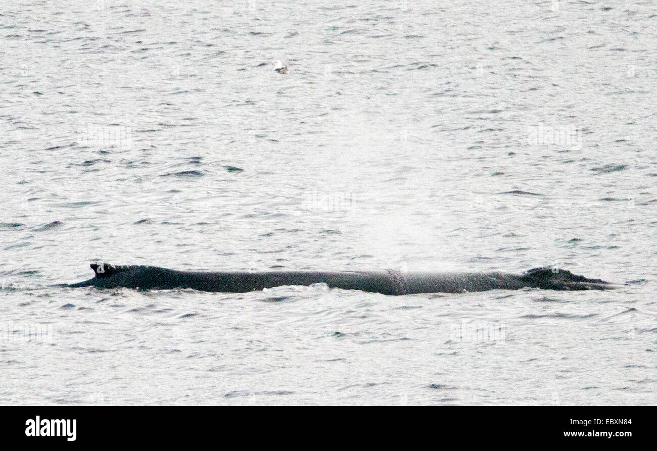 injured Humpback Whale, Megaptera novaeangliae Stock Photo