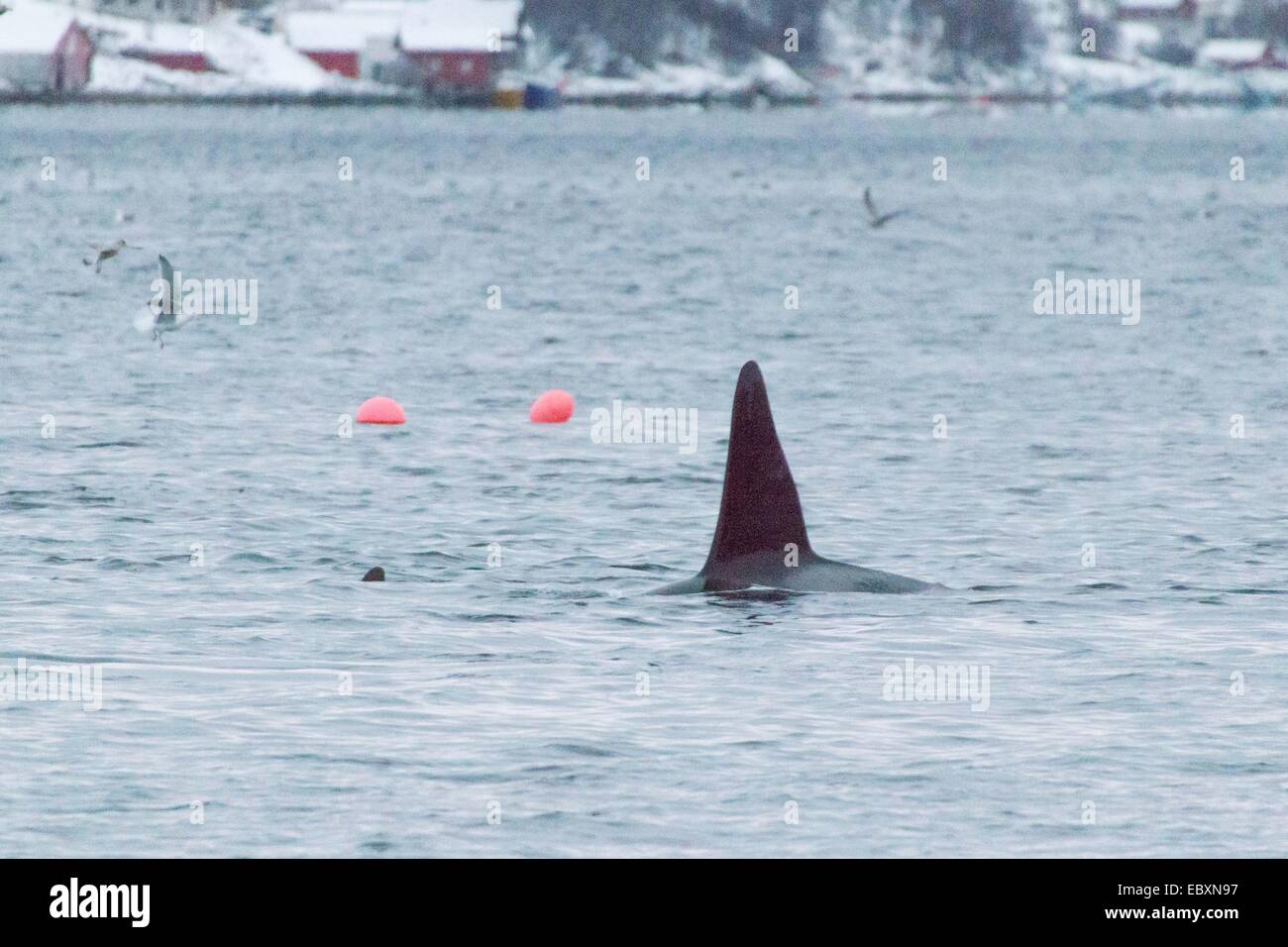 Killer Whale in Kaldfjorden, Orcinus orca Stock Photo