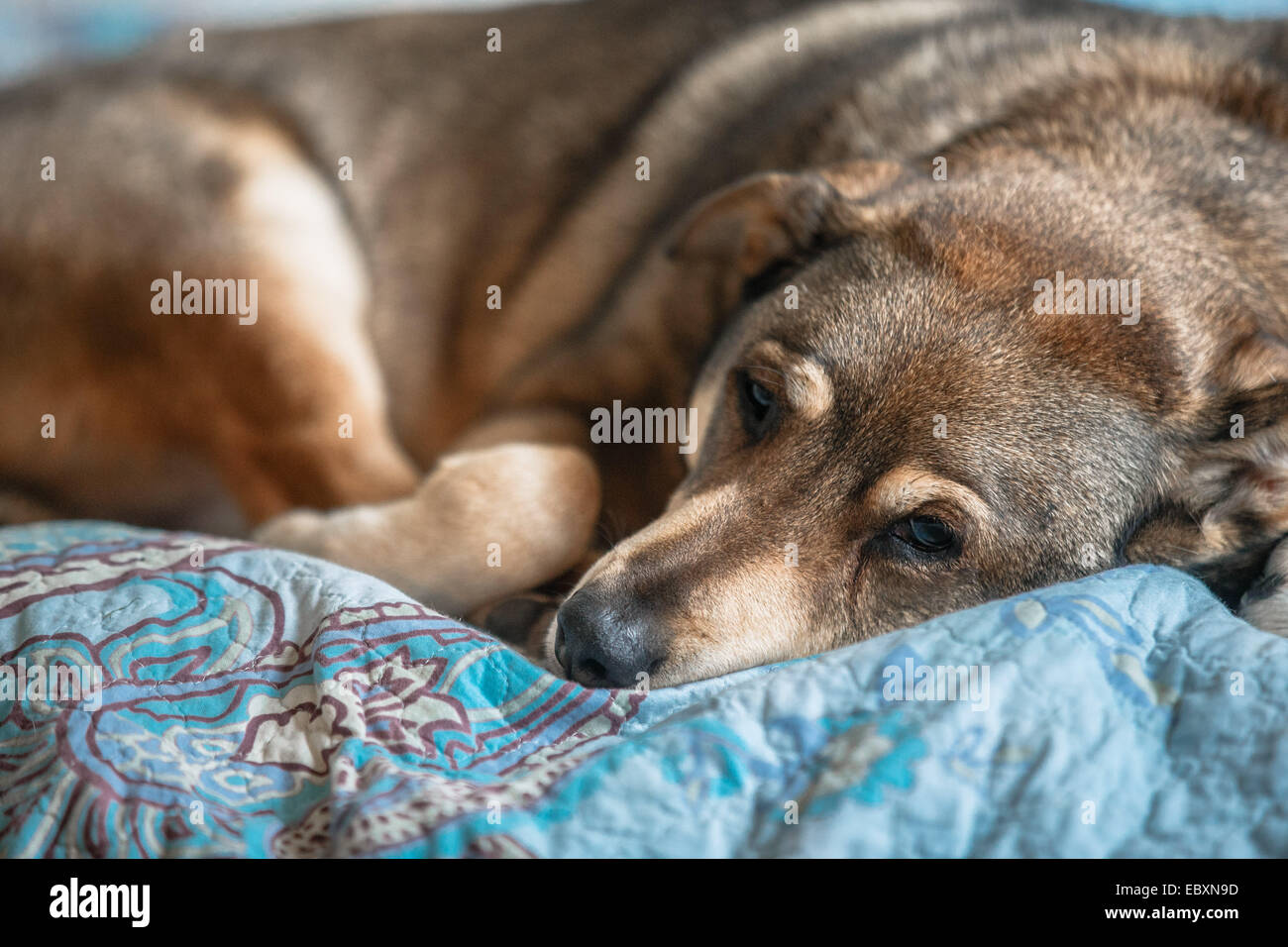 A dog sleeping on a bed Stock Photo - Alamy