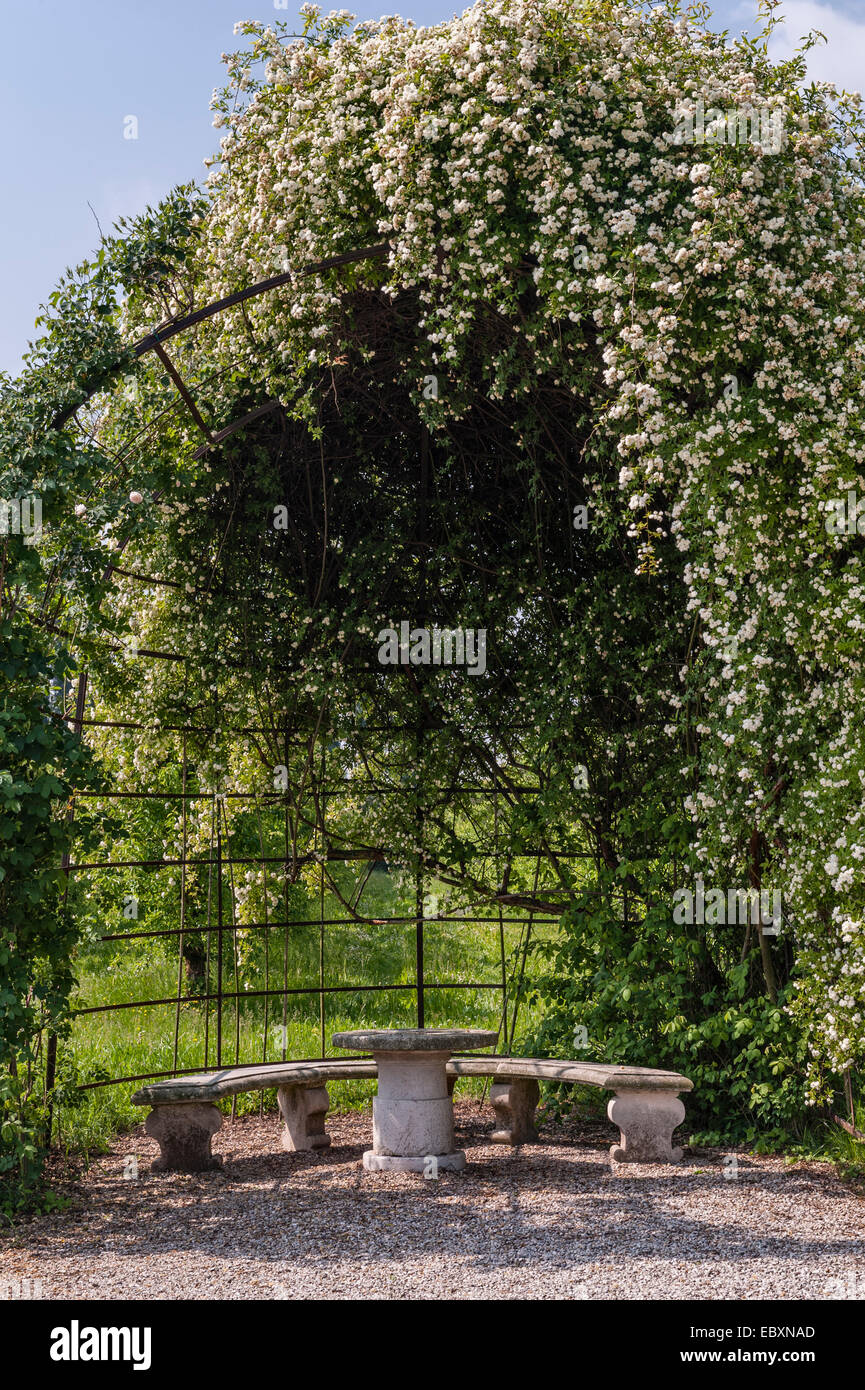 Villa Emo, Monselice, Veneto, Italy. A white banksia rose growing over a garden arbour, shading a curved stone bench and table Stock Photo