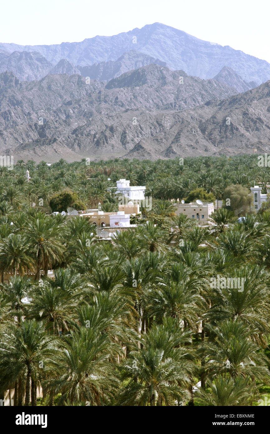 Oman, palm tree plantation near Rustaq Stock Photo Alamy