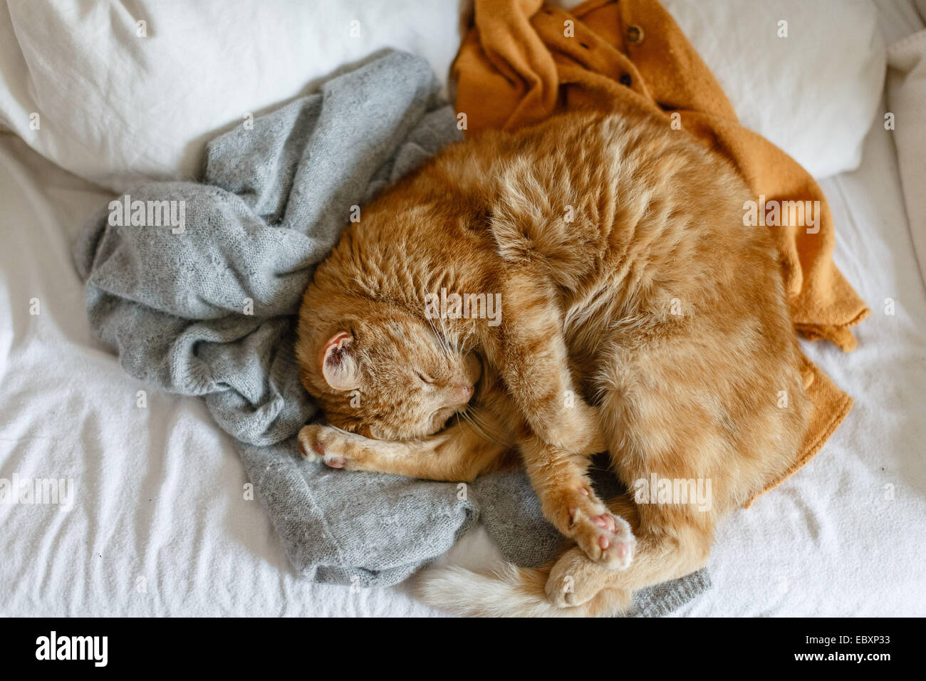 A cat sleeping on clothing pieces Stock Photo Alamy