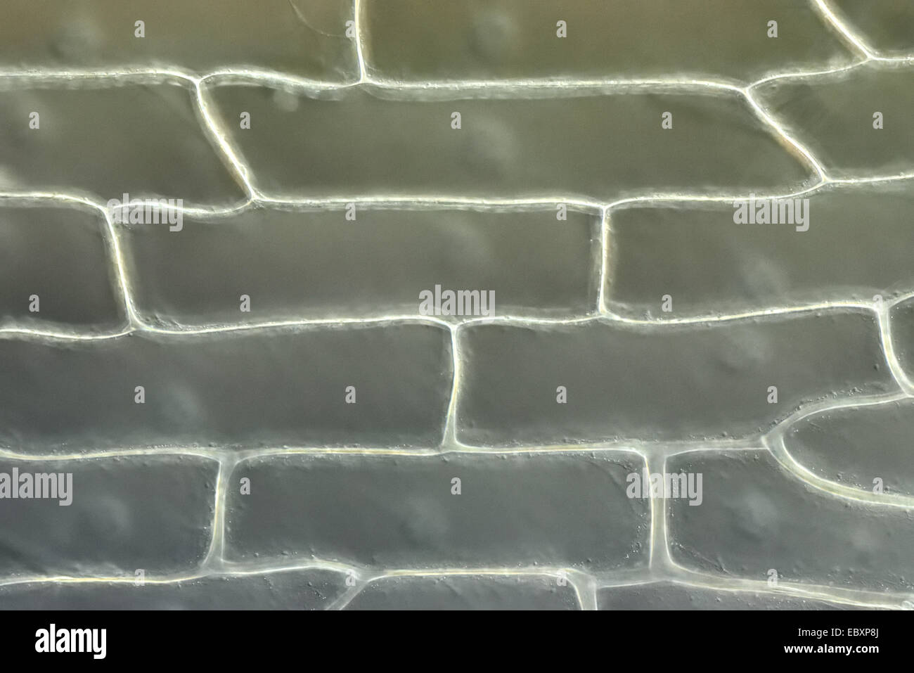 Cell walls and organelles of onion bulb scale epidermis cells Stock