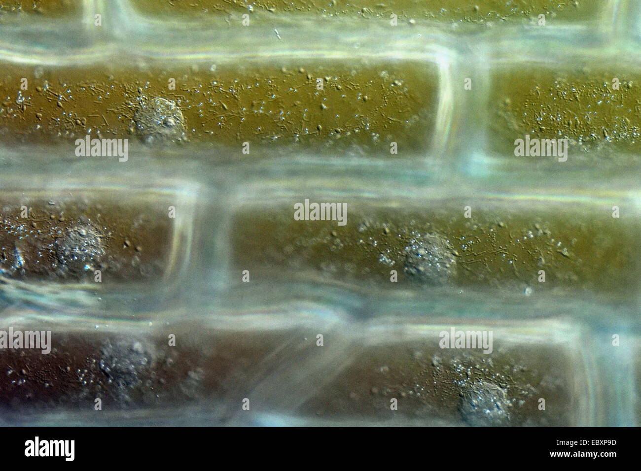 Cell walls and organelles of onion bulb scale epidermis cells Stock Photo Alamy