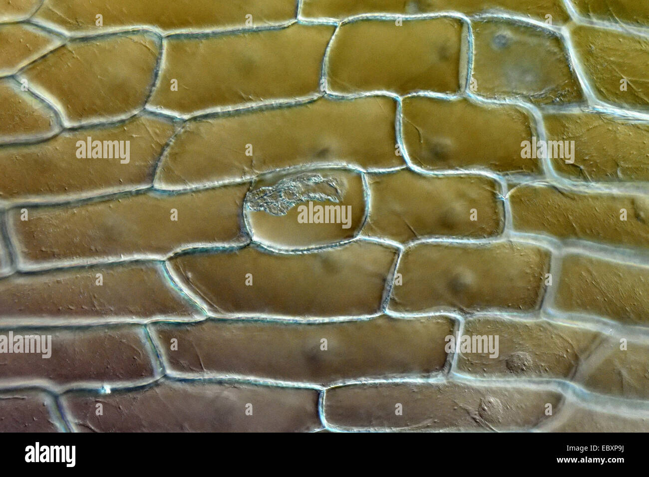 Cell walls and organelles of onion bulb scale epidermis cells Stock Photo Alamy