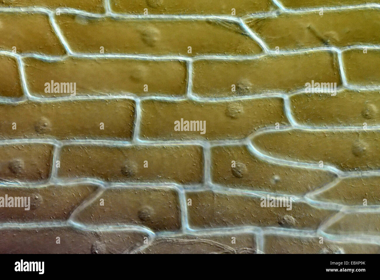 Cell walls and organelles of onion bulb scale epidermis cells Stock