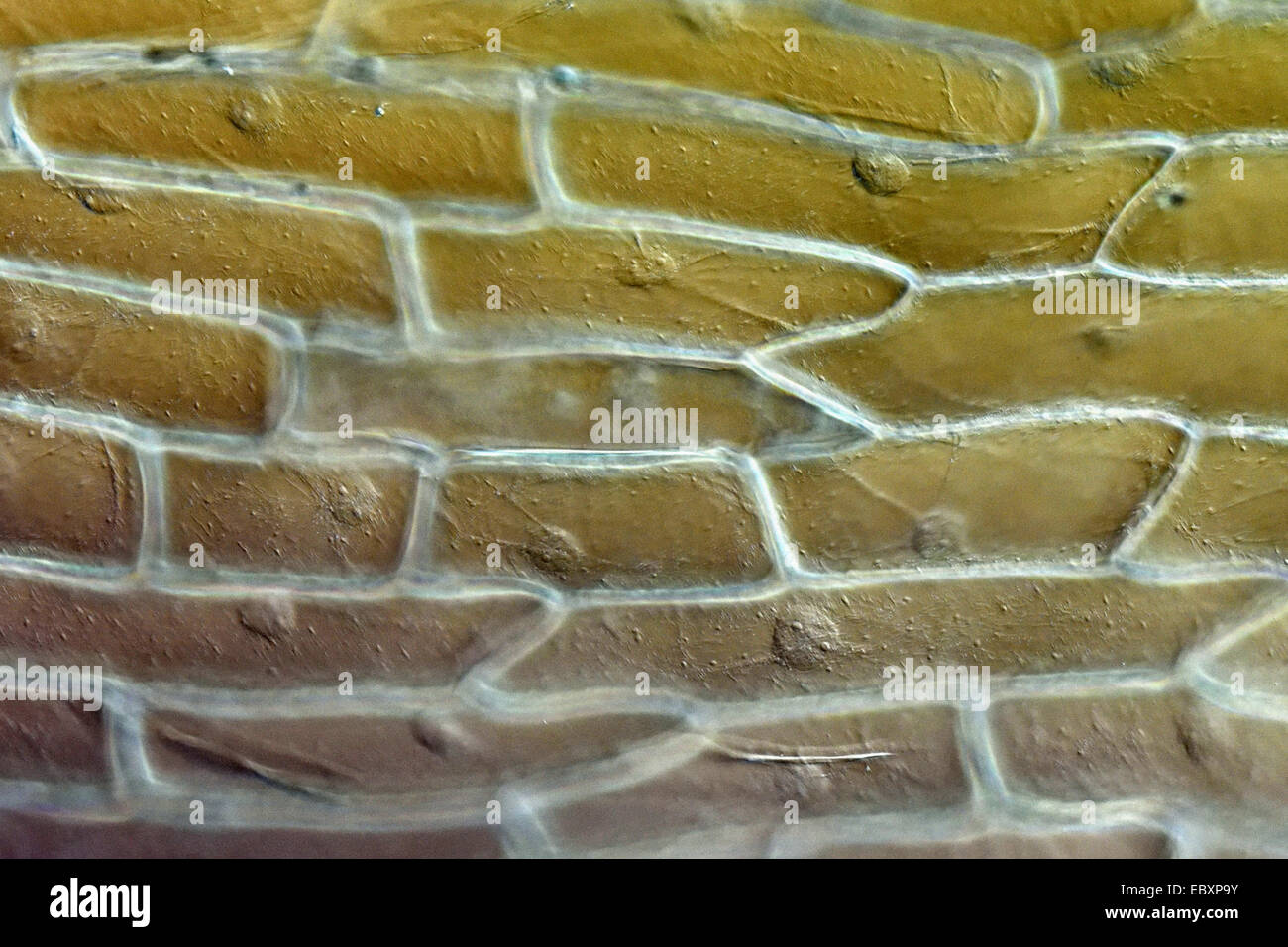 Cell walls and organelles of onion bulb scale epidermis cells Stock