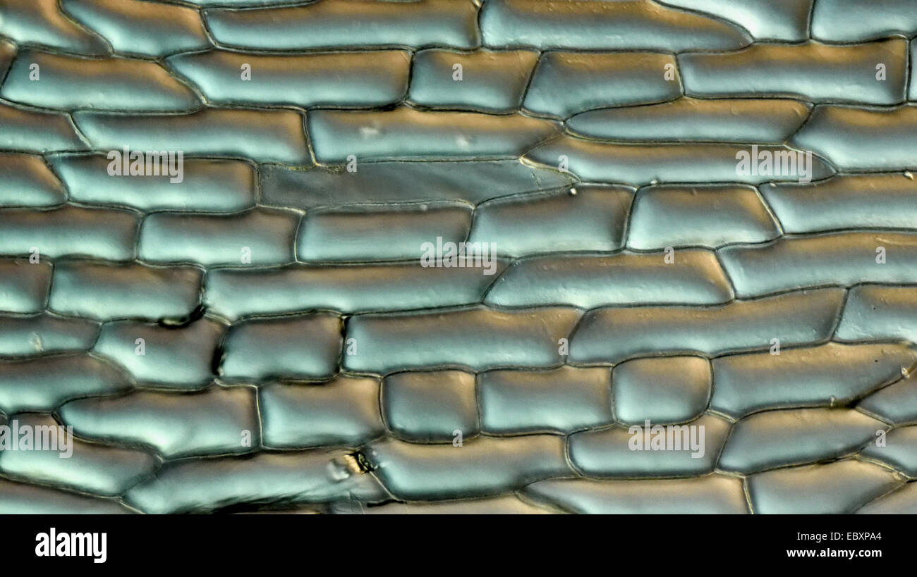 Cell walls and organelles of onion bulb scale epidermis cells Stock Photo Alamy