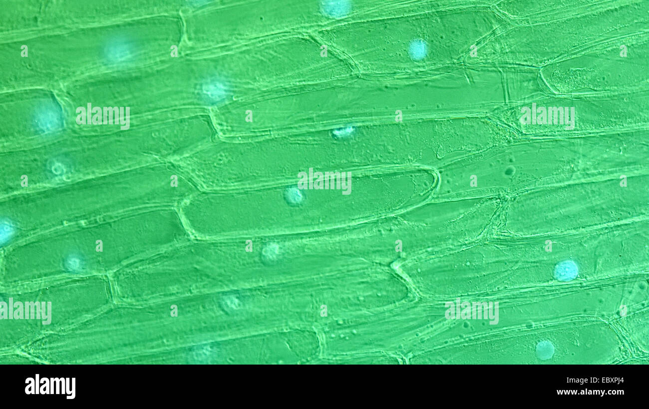 Cell walls and organelles of onion bulb scale epidermis cells Stock Photo Alamy