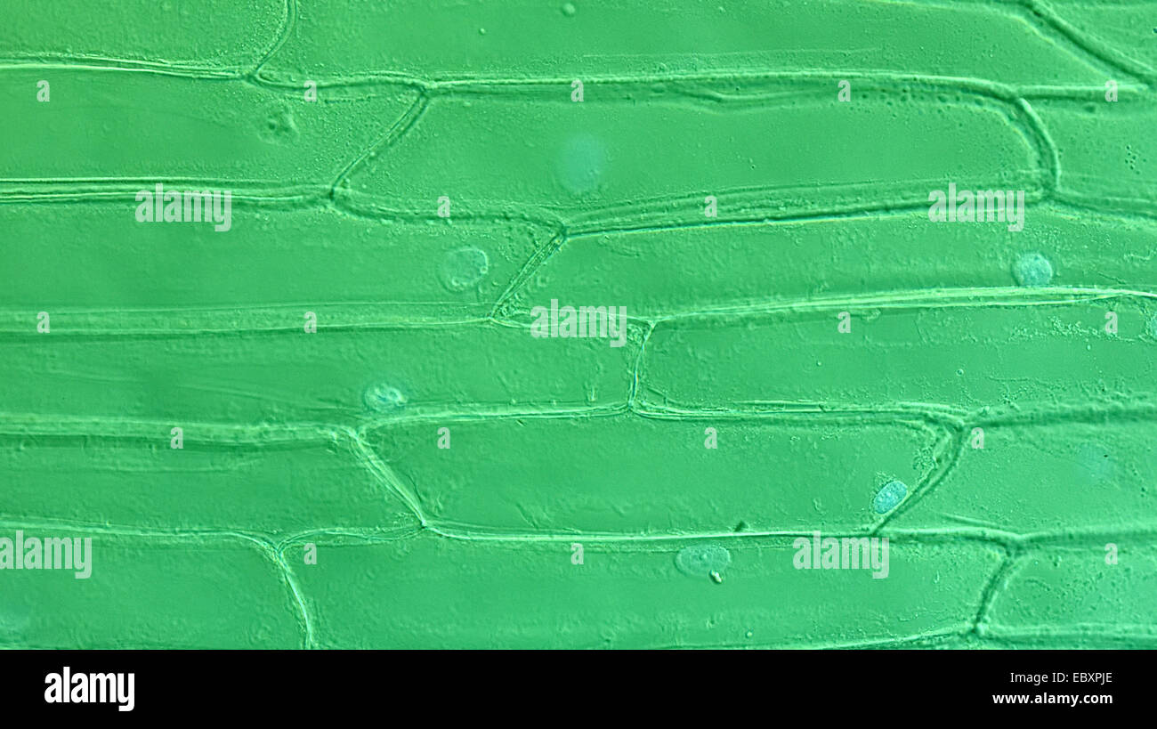 Cell walls and organelles of onion bulb scale epidermis cells Stock
