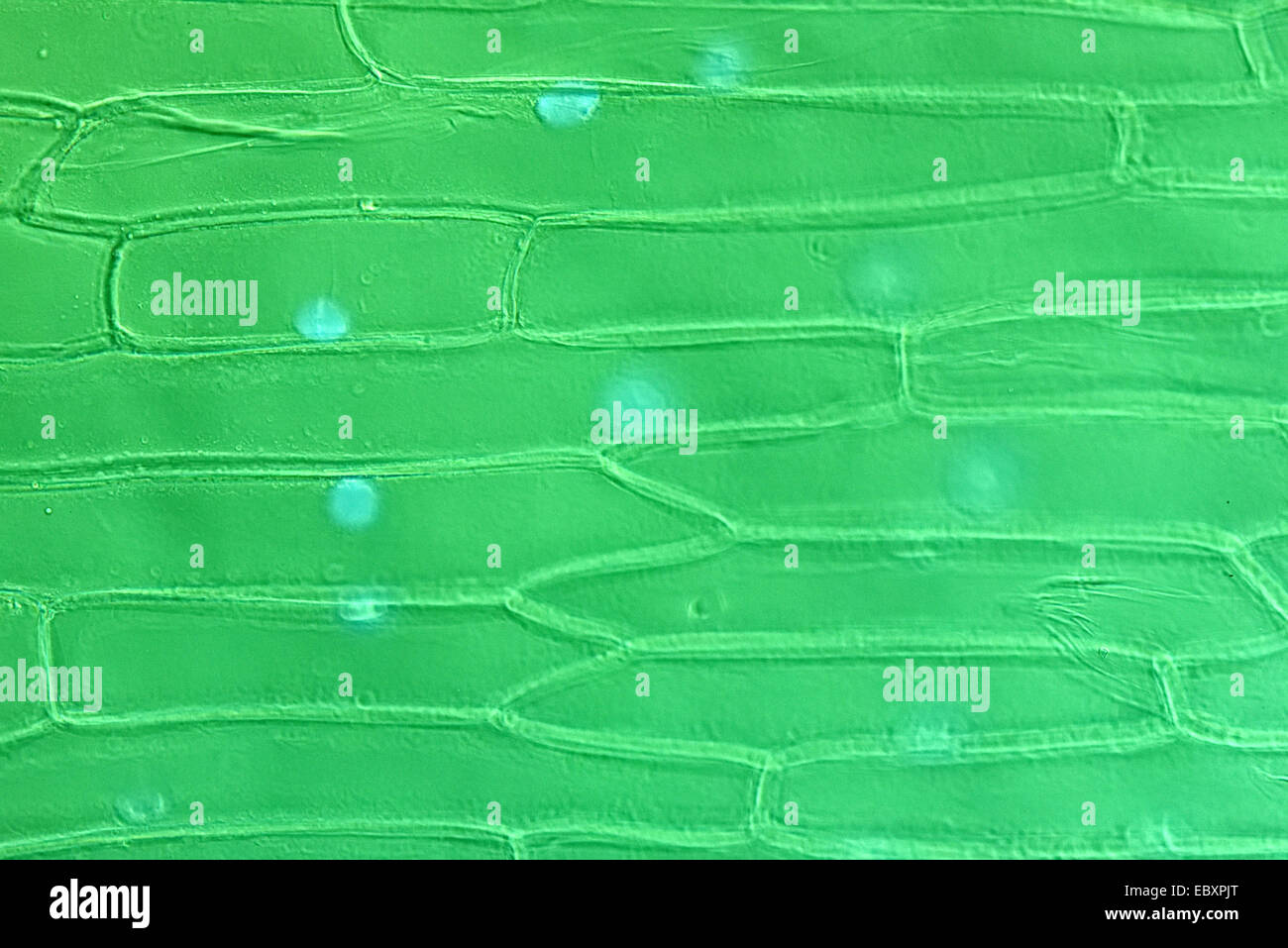 Onion Cells High Resolution Stock Photography and Images Alamy