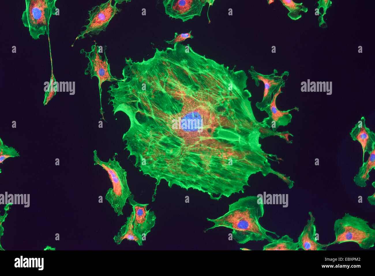 Microfilaments, mitochondria, and nuclei in fibroblast cells Stock Photo