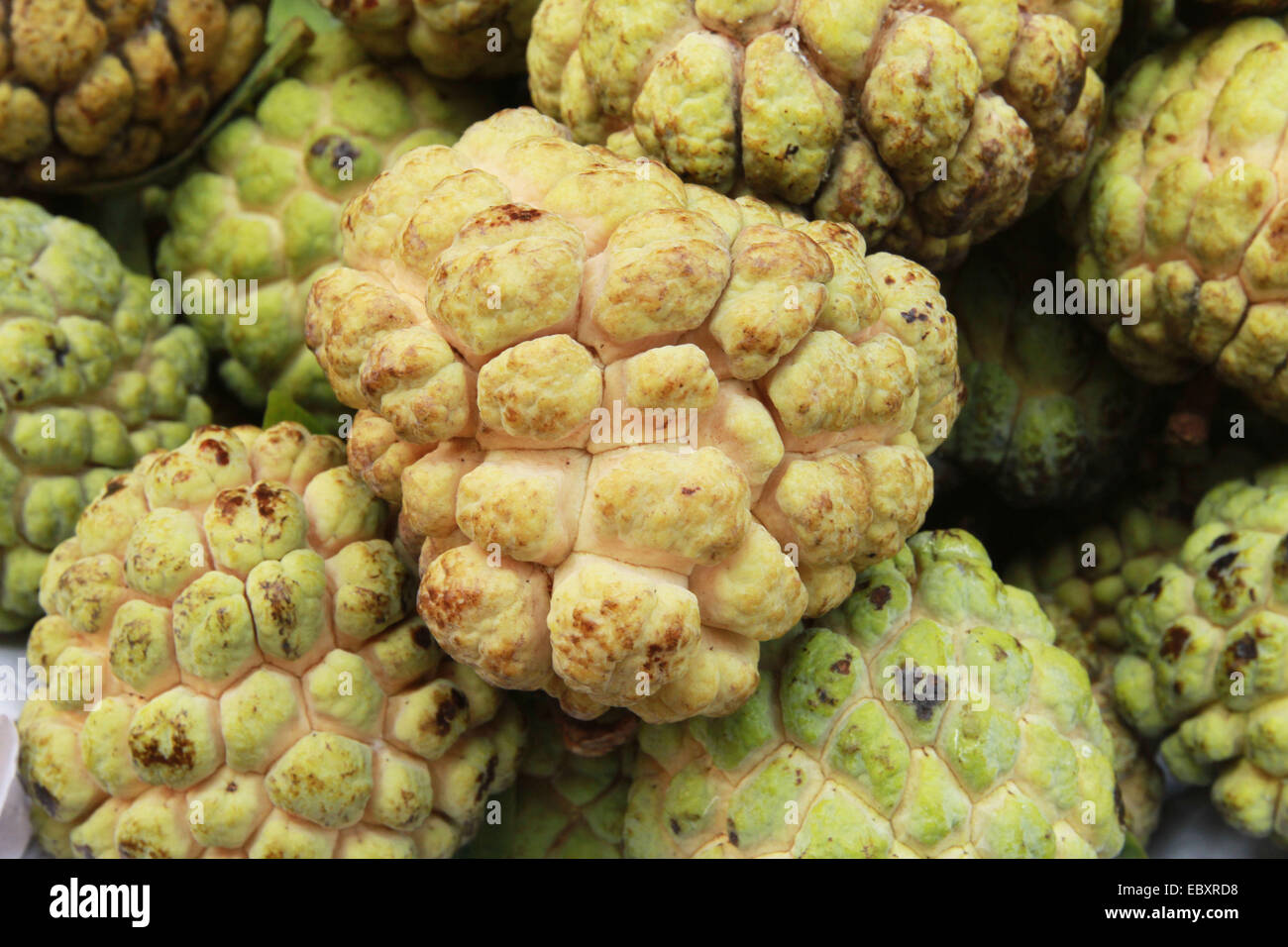 Dhaka 05 December 2014. Custard Apple , of Bangladeshi origin are Sweet, pulpy, and fragrant rich fruit Stock Photo - Alamy Dhaka 05 December 2014. Custard Apple , of Bangladeshi origin are Sweet, pulpy, and fragrant rich fruit Stock Photo - Alamy