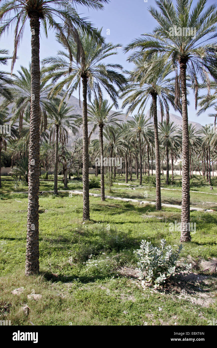 Oman, palm tree plantation near Rustaq Stock Photo Alamy