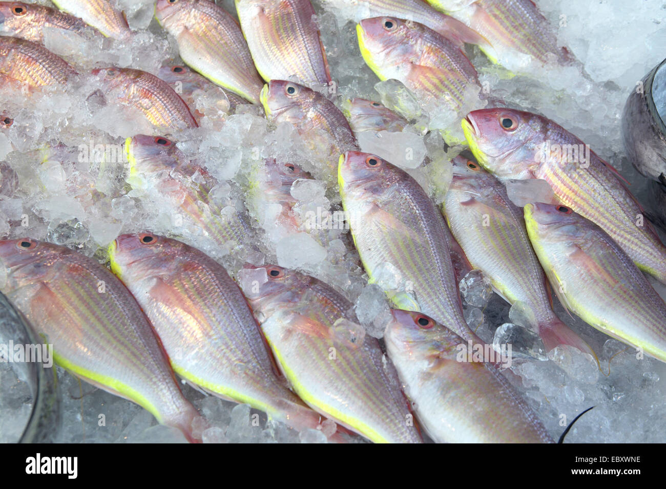Dubai, fish market Stock Photo Alamy