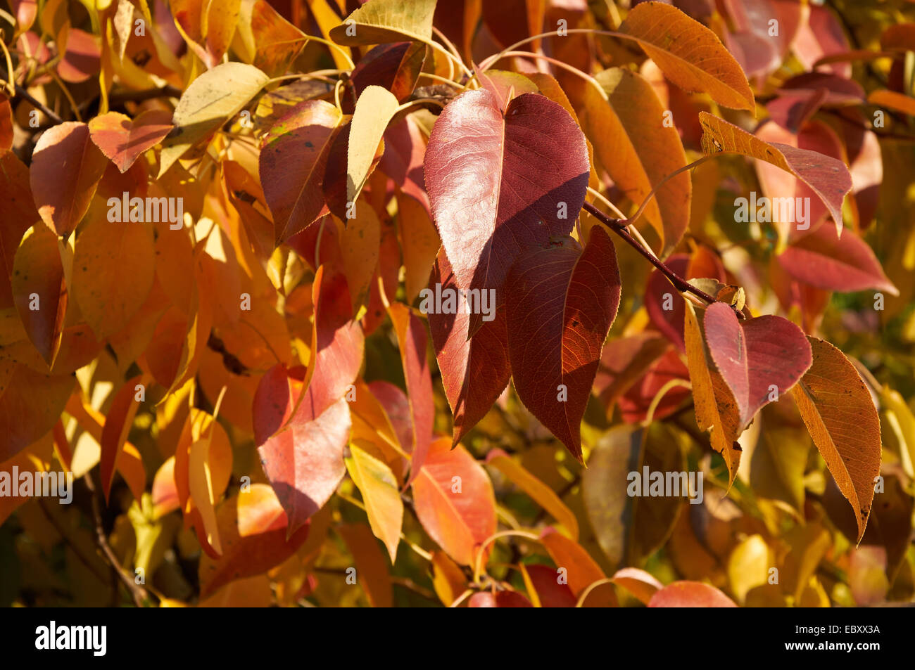 Bright red and yellow leaves of pear tree Stock Photo
