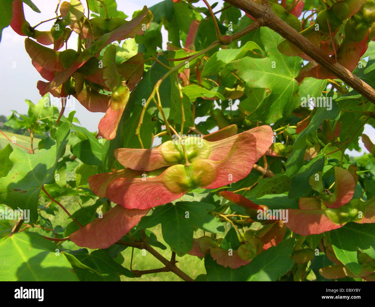 field maple, common maple (Acer campestre), ripe fruits, Germany Stock Photo