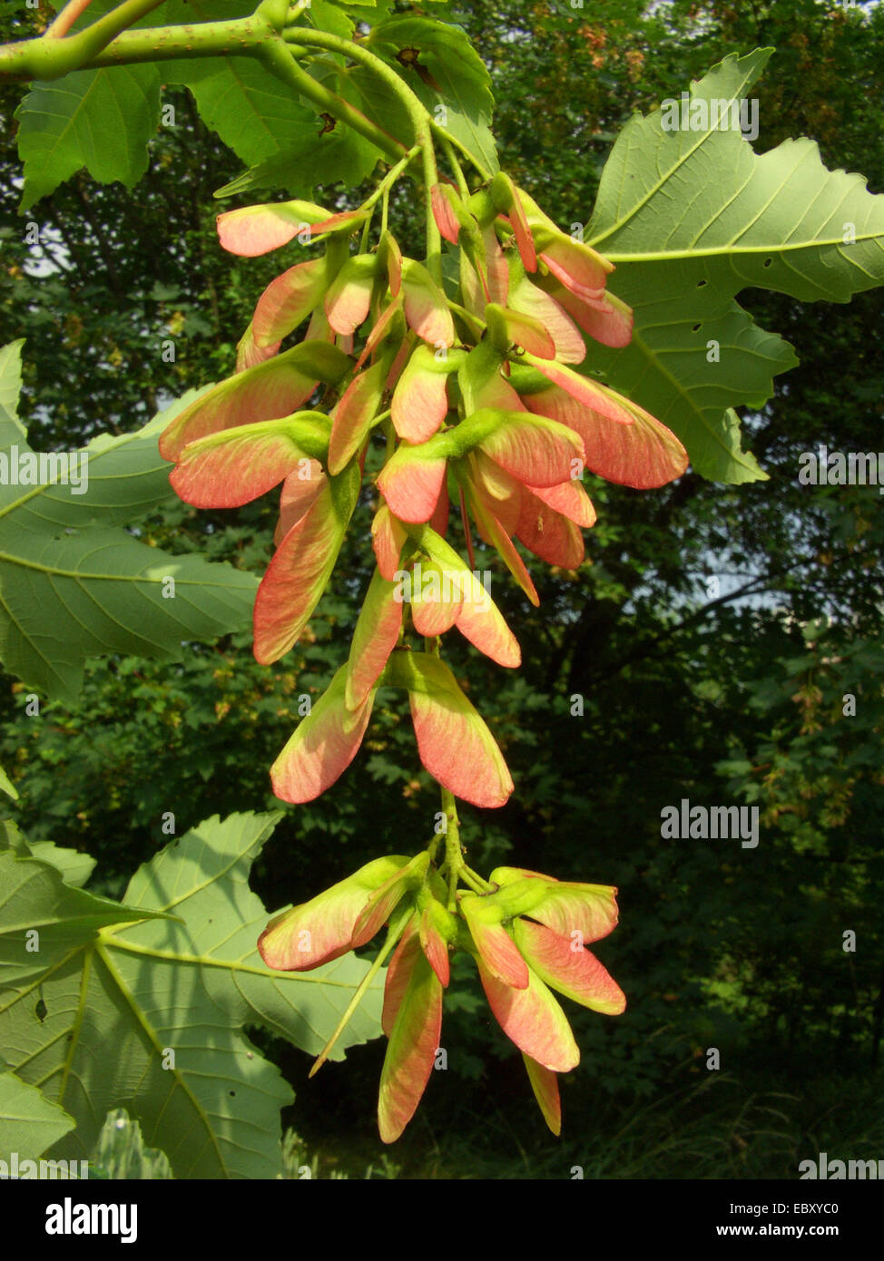 sycamore maple, great maple (Acer pseudoplatanus), ripe fruits, Germany Stock Photo