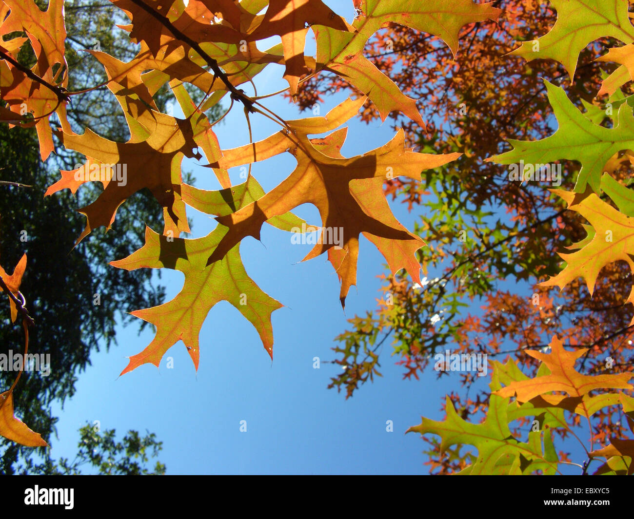pin oak (Quercus palustris), autumn leaves Stock Photo