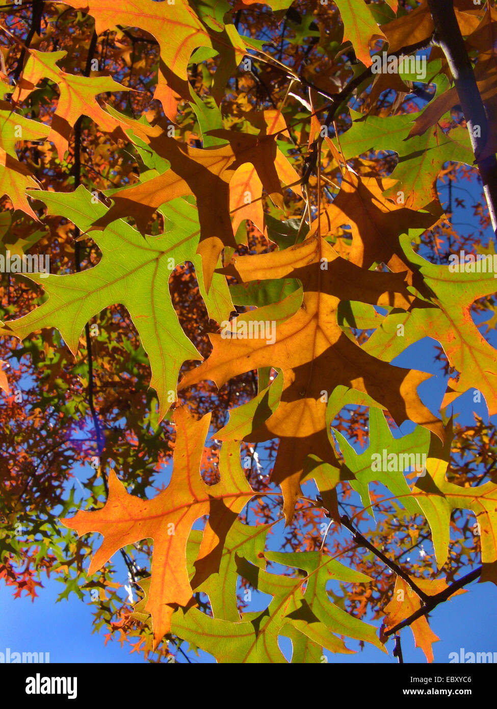 pin oak (Quercus palustris), autumn leaves Stock Photo