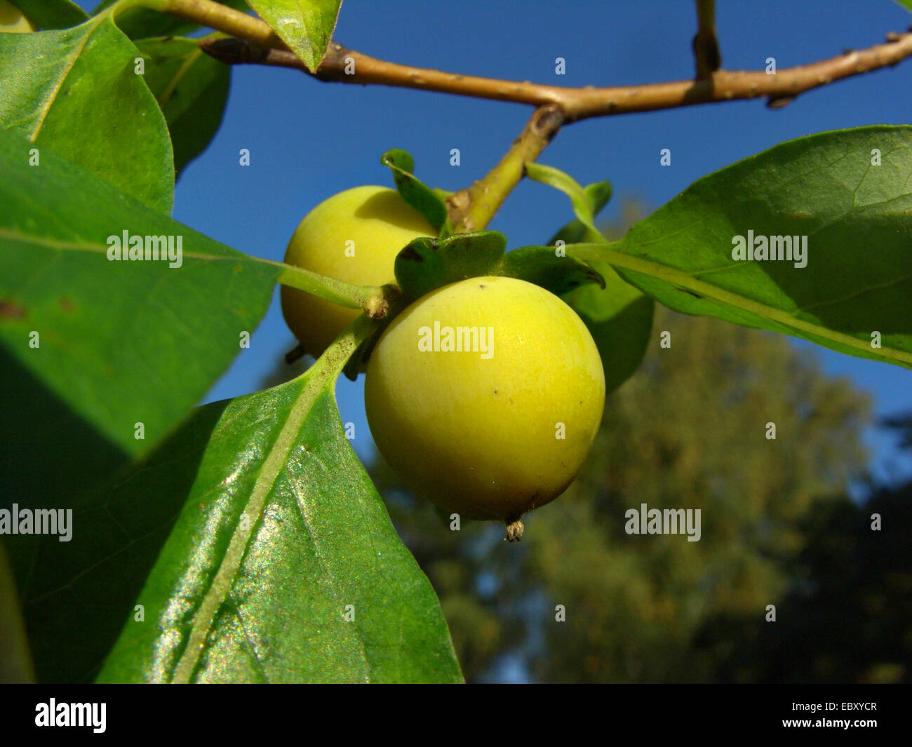 date plum tree (Diospyros lotus), fruits Stock Photo