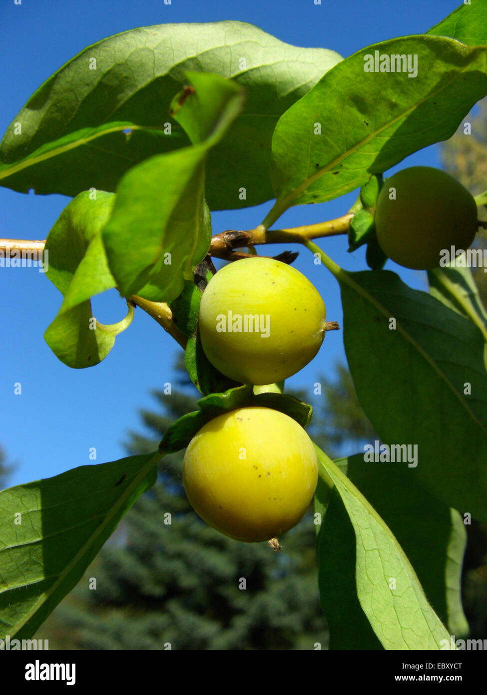 date plum tree (Diospyros lotus), fruits Stock Photo