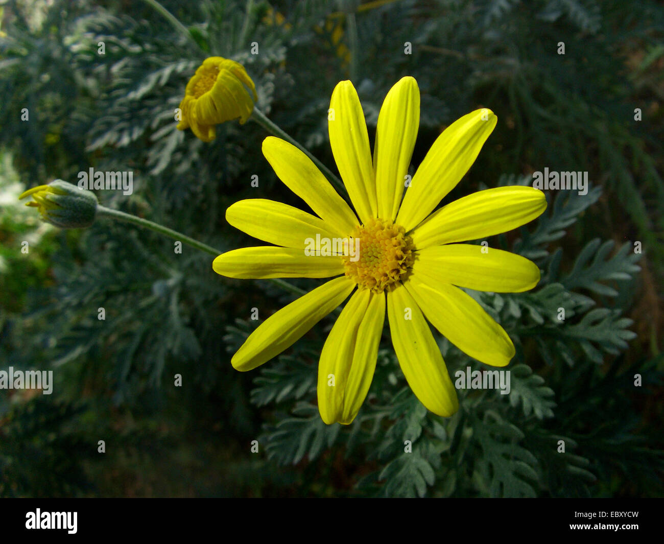 Yellow Bush Daisy (Euryops pectinatus), blooming Stock Photo