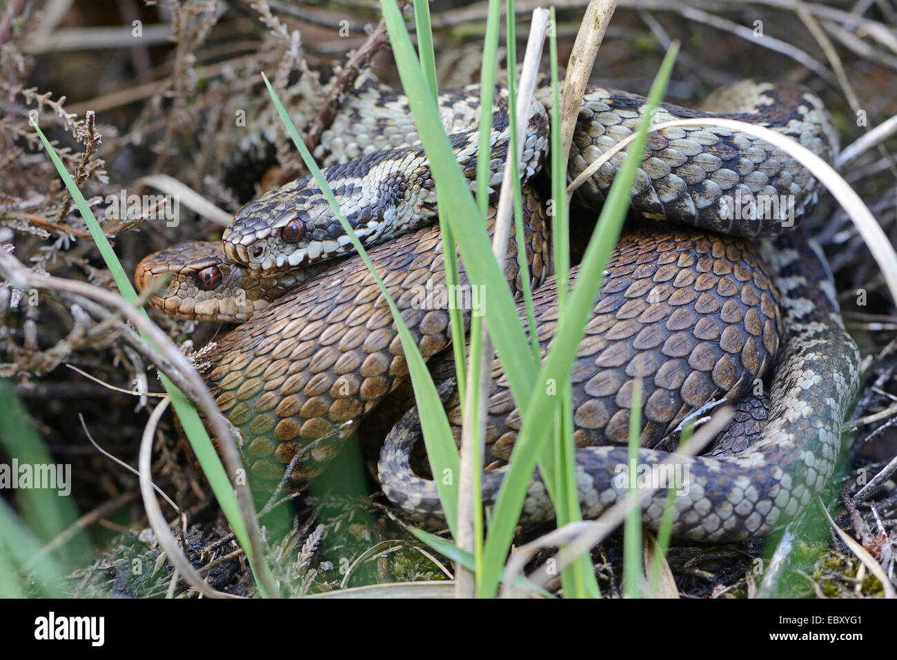 Common European Adders or Common European Vipers (Vipera berus), Niederlangen, Emsland, Lower Saxony, Germany Stock Photo