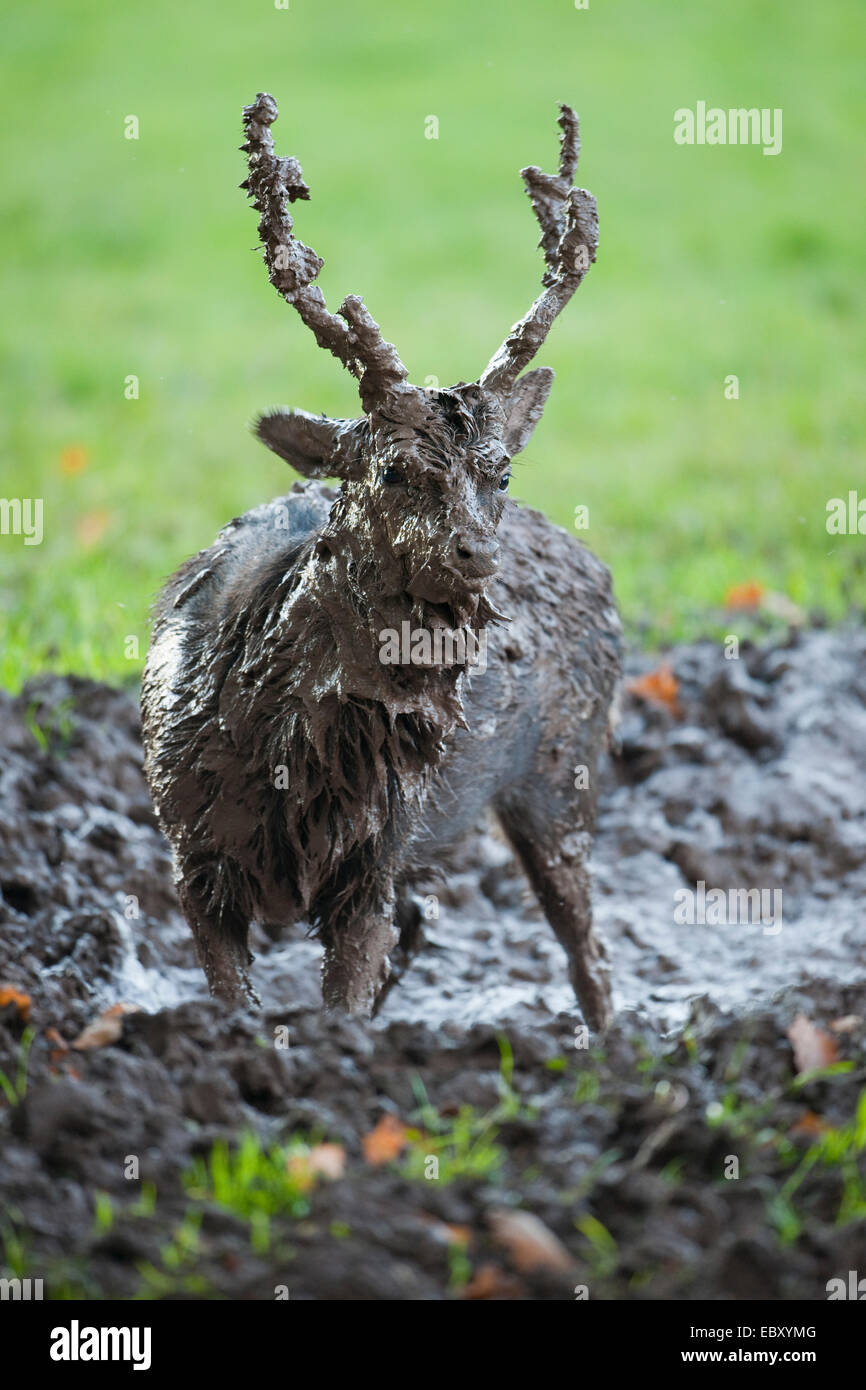 Sika Deer (Cervus nippon), mud-covered stag standing in a muddy pool, captive, Bavaria, Germany Stock Photo