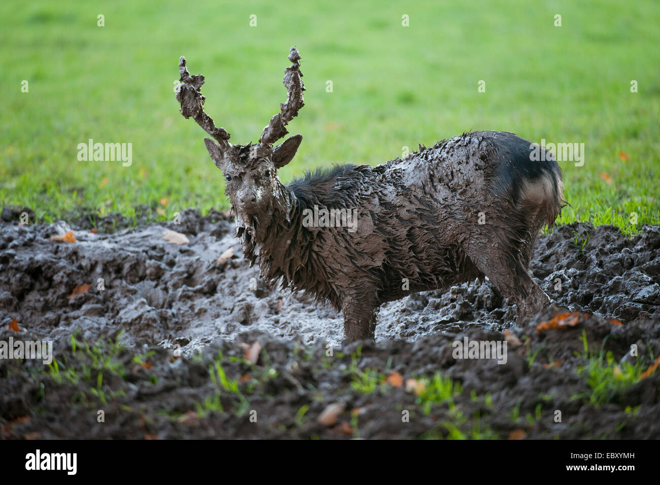Sika Deer (Cervus nippon), mud-covered stag standing in a muddy pool, captive, Bavaria, Germany Stock Photo