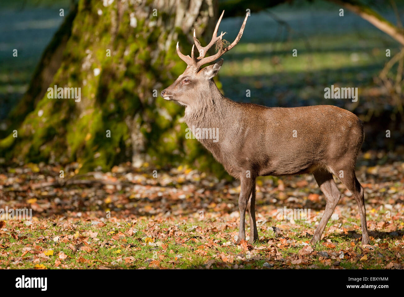 Sika Deer (Cervus nippon), stag standing in a forest meadow, captive, Bavaria, Germany Stock Photo