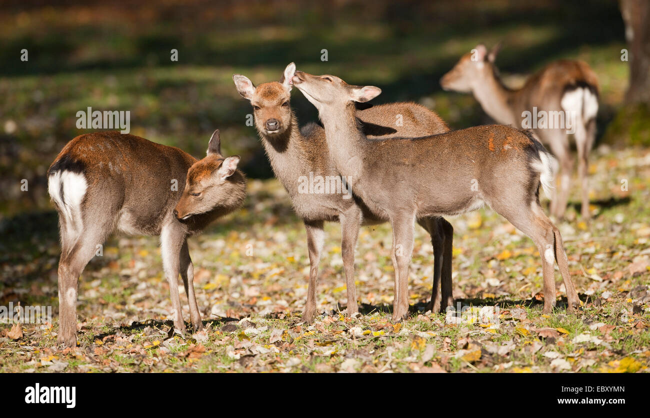 Sika Deer (Cervus nippon), hinds standing in a forest meadow, captive, Bavaria, Germany Stock Photo