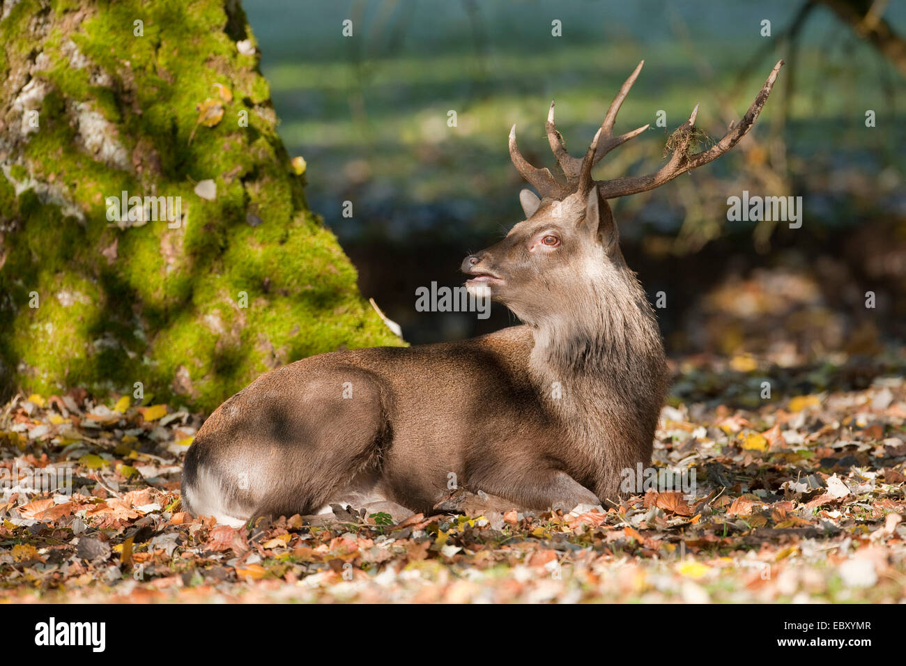 Sika Deer (Cervus nippon), stag during the rut lying in a forest meadow and calling, mating call, captive, Bavaria, Germany Stock Photo