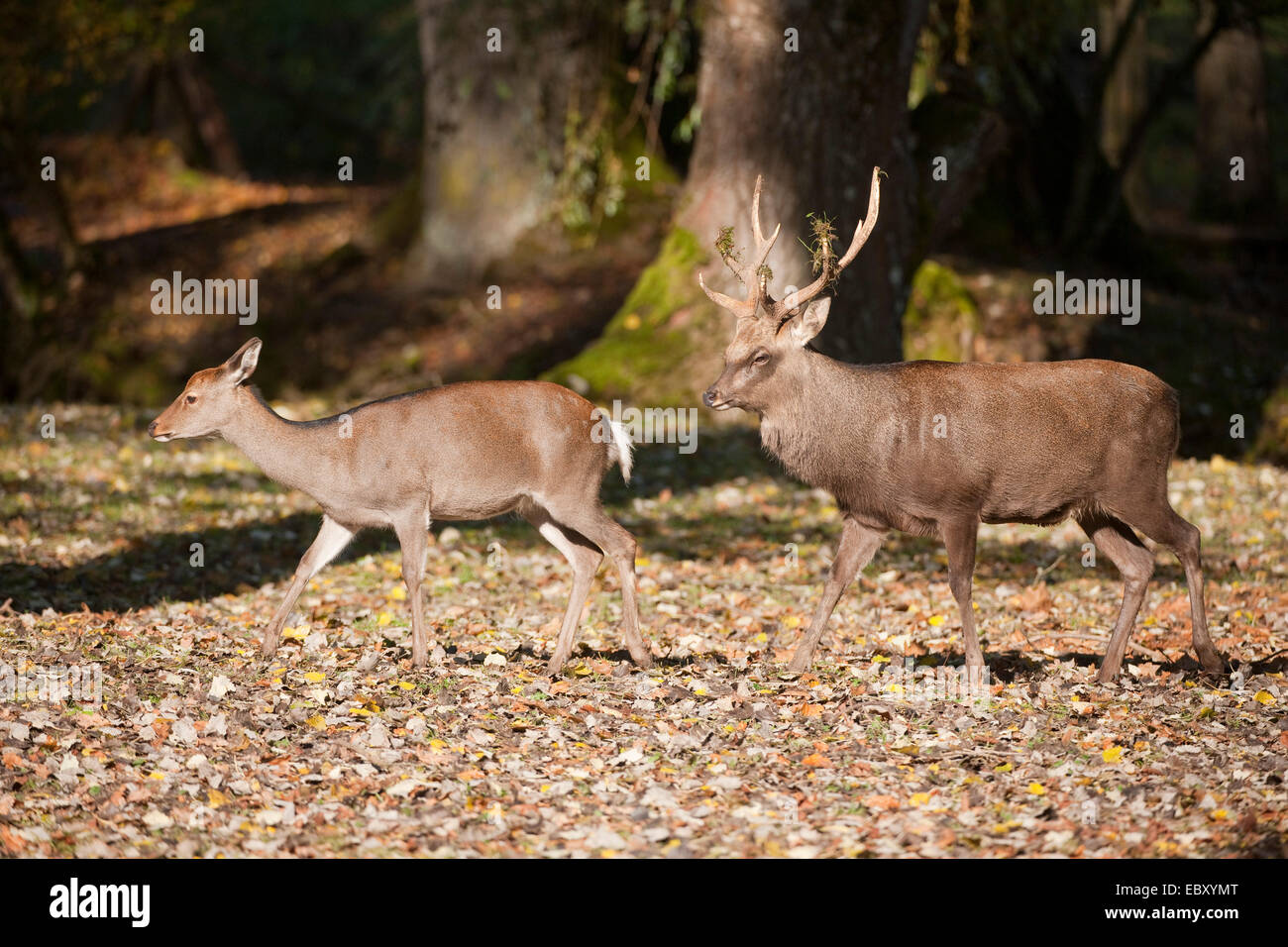 Sika Deer (Cervus nippon), stag following a hind during the rut, captive, Bavaria, Germany Stock Photo