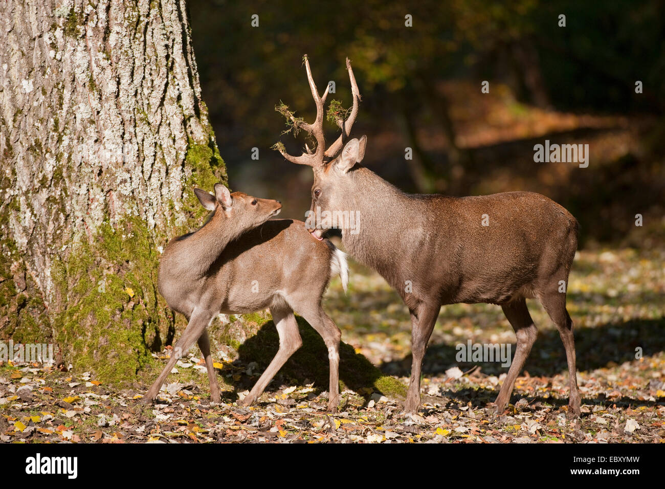 Sika Deer (Cervus nippon), stag and a hind during the rut, captive, Bavaria, Germany Stock Photo