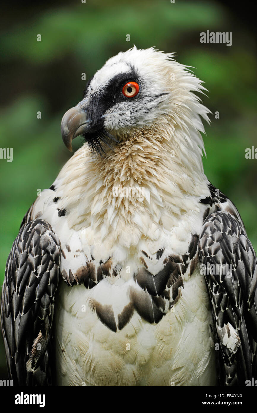 Bearded vulture gypaetus barbatus close hi-res stock photography and ...