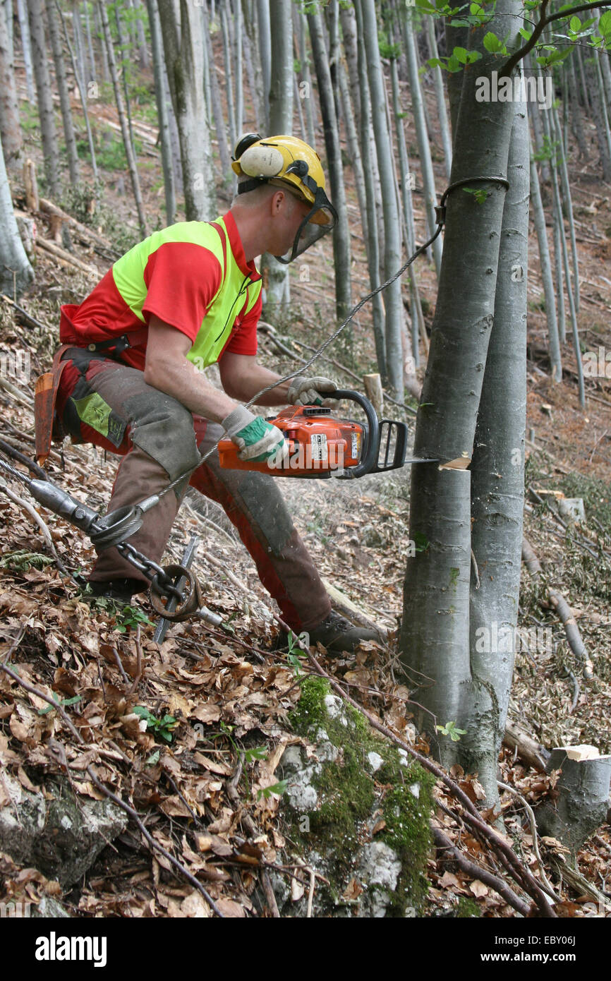 forest warden lumbering a tree Stock Photo Alamy