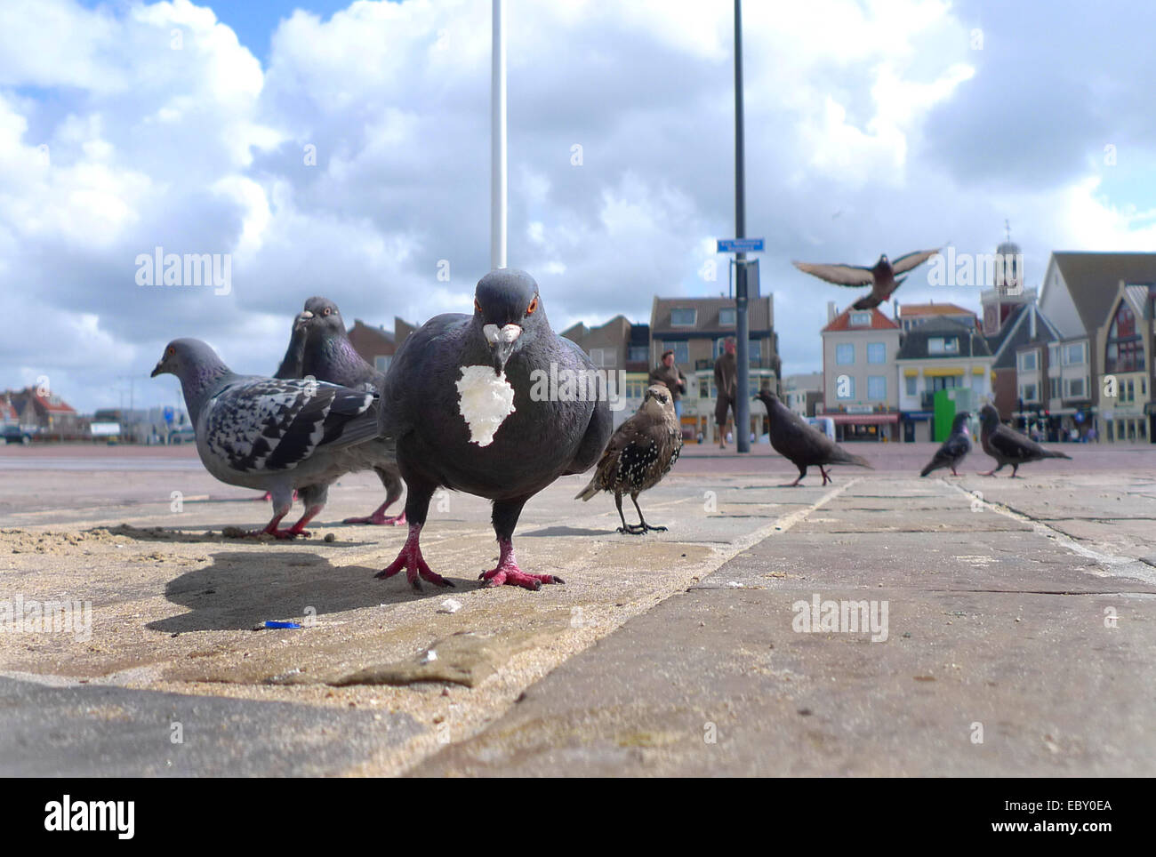 domestic pigeon (Columba livia f. domestica), several on a pavement, Netherlands, Noordwijk Stock Photo