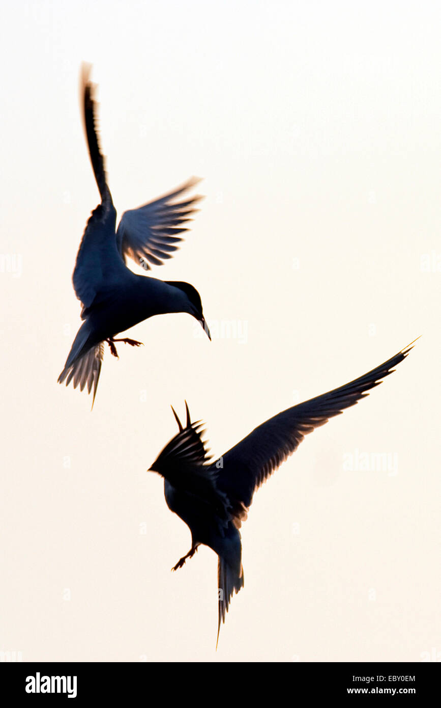 common tern (Sterna hirundo), two birds attacking each other in the air, Netherlands, Texel Stock Photo