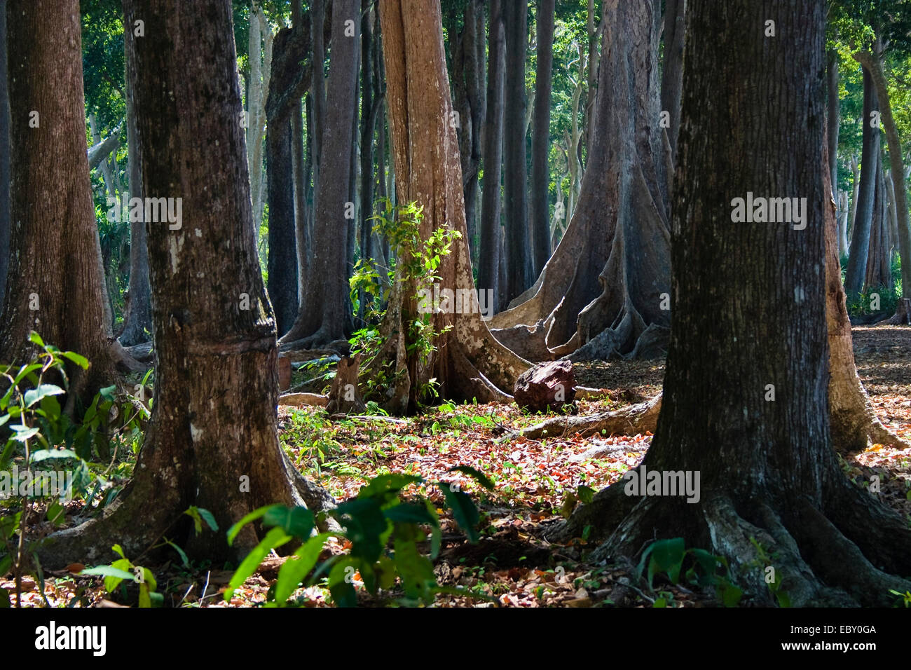 big trees with buttress roots in tropical rainforest, India, Andaman