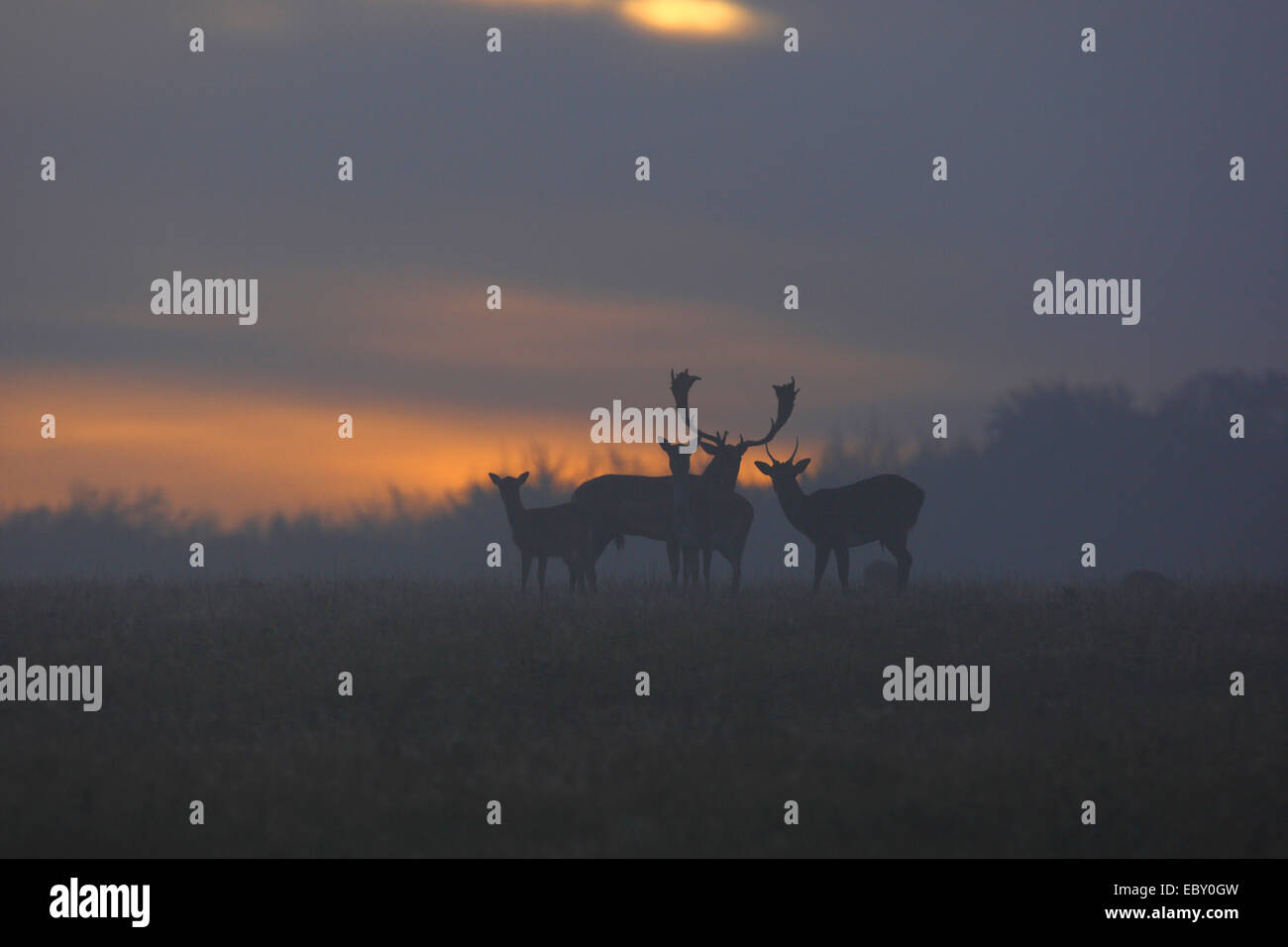 fallow deer (Dama dama, Cervus dama), fallow deer bucks in rut, Denmark Stock Photo