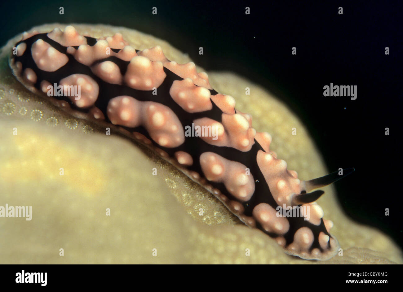 Phyllidiella pustulosa sea slug, Philippines Stock Photo