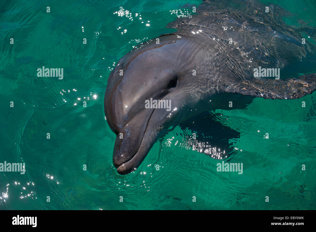 Common Bottlenose Dolphin (Tursiops truncatus) in the harbour of Honiara, Honiara, Solomon Islands Stock Photo