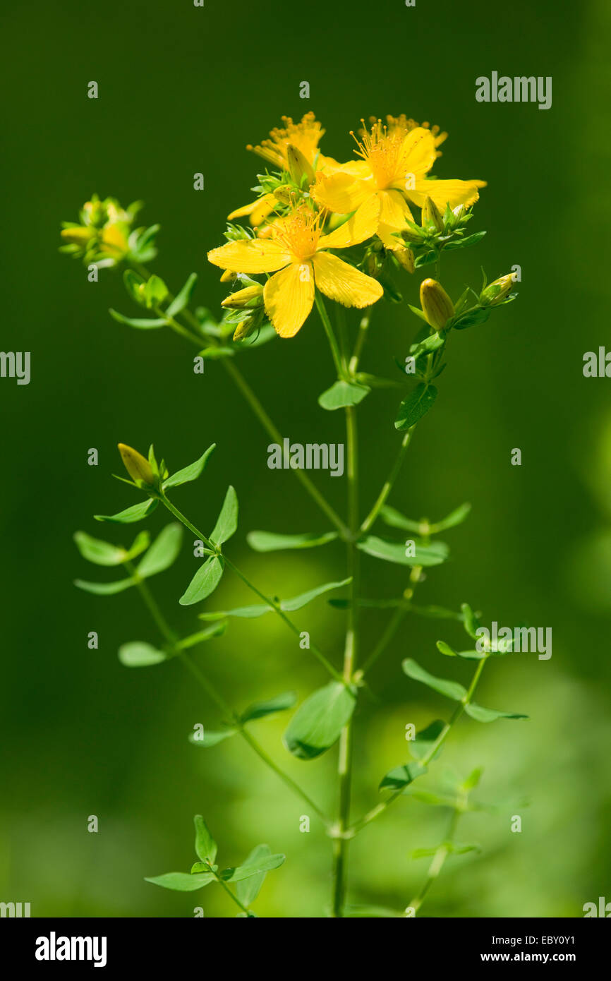 St. John's Wort, Tipton's Weed or Chase-devil (Hypericum perforatum), a medicinal plant, flowering, Jena, Thuringia, Germany Stock Photo