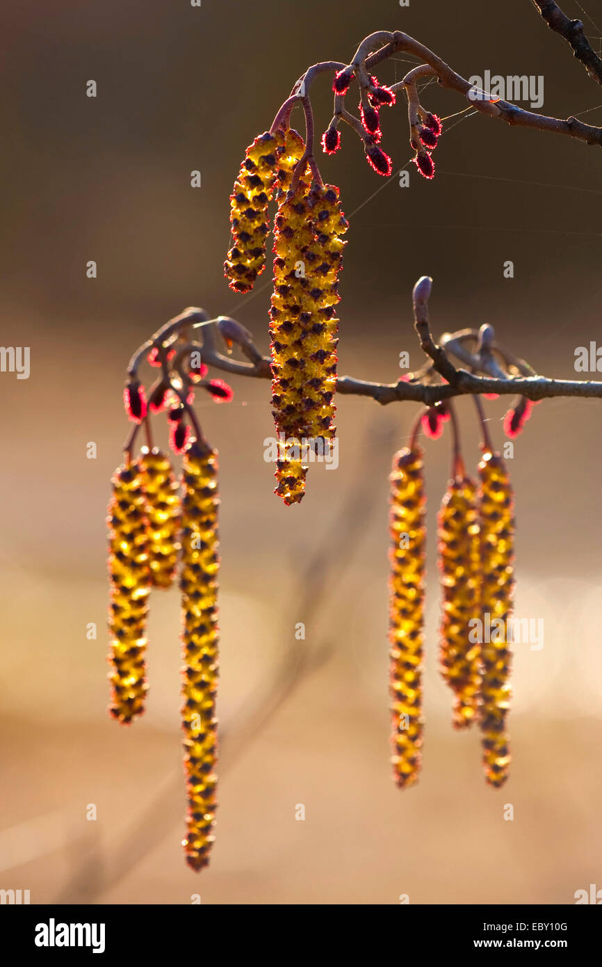 common alder, black alder, European alder (Alnus glutinosa), male and female inflorescences, Germany, North Rhine-Westphalia Stock Photo